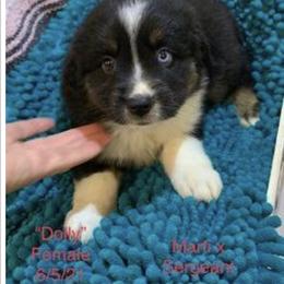 Miniature Australian Shepherd Puppies from Texas Miniature Aussies