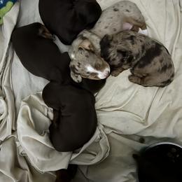 Dachshund Puppies from Honey Creek Doxies