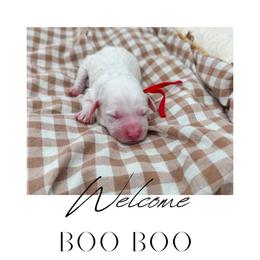 Boo Boo - Parti female Goldendoodle puppy in New Harmony, Indiana from Cottonwood Farms