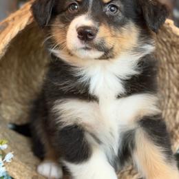 Rue-has tail-many videos - Black tri-color female Australian Shepherd puppy in Troy, South Carolina from Australian Shepherds of 3/W Farms