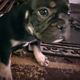 French Bulldog Puppies from littlepartnerpuppies.com