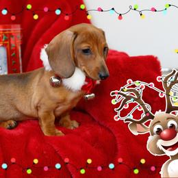 Dachshund Puppies from Army of Dachshunds