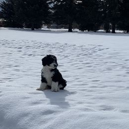 Bernedoodle Puppies from Heart J Bernedoodles