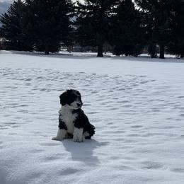 Bernedoodle Puppies from Heart J Bernedoodles