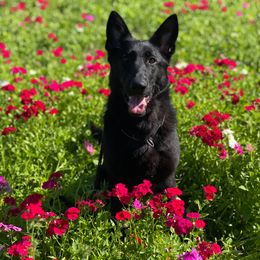 Belgian Malinois, German Shepherd, and Labrador Retriever All Grown Up from Z Canis Major
