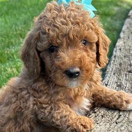 Gina (Light Blue Bow) - Red  female Goldendoodle puppy in Germantown, Maryland from Honey Blossom Doodles