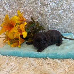 Belle - Chocolate female Shih Tzu puppy in Success, Missouri from Sweet Success
