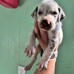 Mint - White and liver brown male Dalmatian puppy in Wilson, North Carolina from New Horizonz Dalmatians