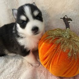 AXEL - Black and white male Pomsky puppy in Mount Sterling, Kentucky from SnowBears Pomsky Ranch