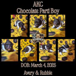 Pomeranian Puppies from Country Oak Poms LLC