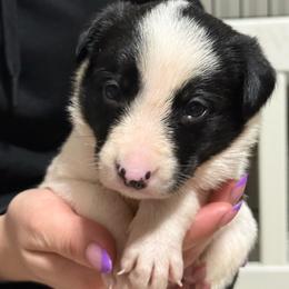 Blue - Black and white male Border Collie puppy in Tallmadge, Ohio from Premier Dobermans