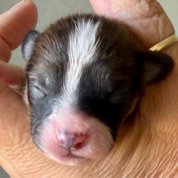 Boy 2 - Red white and sable male Papillon puppy in Surprise, Arizona from Papillons in Arizona
