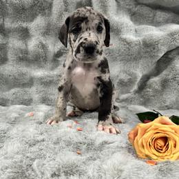Great Dane Puppies from Catskills Greatest Danes