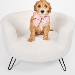 Sunny - Apricot female Australian Labradoodle puppy in Leicester, North Carolina from Paws For All Labradoodles