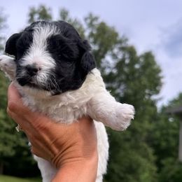 Olivia - Yorkipoo puppy from Blais Mountain Farm