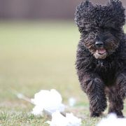 Spanish Water Dogs from Ariosa