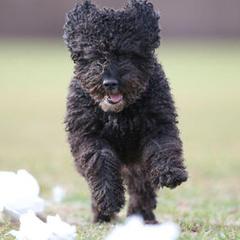 Spanish Water Dogs from Ariosa