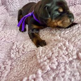Purple collar female - Black and rust female Doberman Pinscher puppy in North Judson, Indiana from Stalaris Dobermans