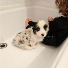 Boy 3 - Blue merle and white male American Corgi puppy in Natchitoches. La, Louisiana from Bleu Bayou Corgis