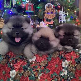 Keeshond Puppies from Geatland Keeshonden
