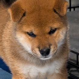 Rudo - Red male Shiba Inu puppy in Oceanside, California from Wagashiken