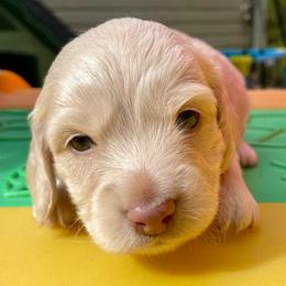 Reef - Cream male Dachshund puppy in High Hill, Missouri from High Hill Hounds
