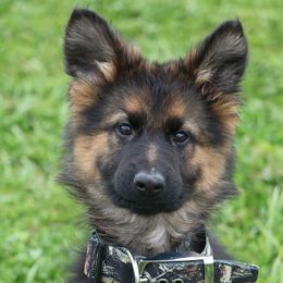 German Shepherd Puppies from Maroon Hills Kennel