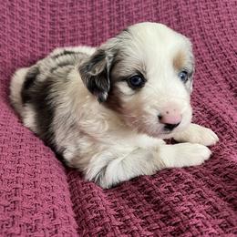Blue Merle Male - Blue merle male Miniature Australian Shepherd puppy in Taunton, Massachusetts from Checkered Flag Champions Mini Aussies