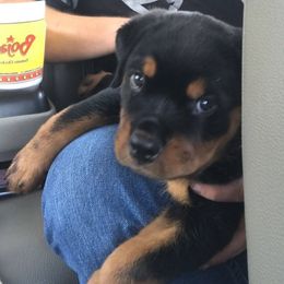 Rottweilers from Krista Basnight's Rottweilers