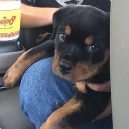 Rottweilers from Krista Basnight's Rottweilers
