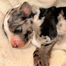 Blue Merle - Blue merle male Aussiedoodle puppy in Oklahoma City, Oklahoma from Royal Paw Aussiedoodles