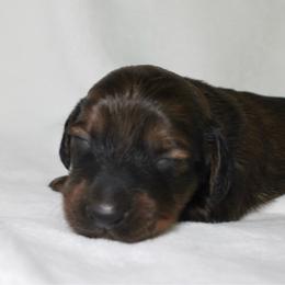 Maverick - Red male Dachshund puppy in Texarkana, Texas from Lolo&CoDachshunds