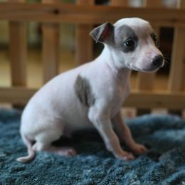 Zenith - White and blue brindle male Whippet puppy in Gentry, Arkansas from Mardel Robeson of Mulberry Hollow Whippets