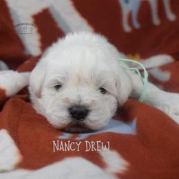 Nancy Drew - White female Miniature Schnauzer puppy in Sedalia, Missouri from Farmer Brown's Puppies