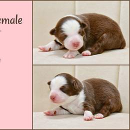 Daisy - Red tri-color female Australian Shepherd puppy in Ranger, Texas from Outback Mini Aussies