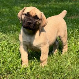 Purple Collar - Fawn female Boerboel puppy in Manitowoc, Wisconsin from Mae Boerboel