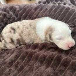 Grimlock - Red merle male Australian Shepherd puppy in Albertville, Alabama from Salt Creek Aussies