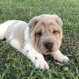 Chinese Shar-Pei Puppies from HapPei House of Wrinkles