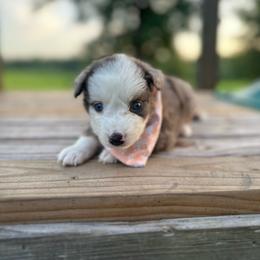 Liberty - Blue merle female Miniature Australian Shepherd puppy in Doddridge, Arkansas from Huddleston Farm