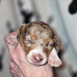 Albus - Dapple male Dachshund puppy in Antlers, Oklahoma from MoMo's Dachshunds