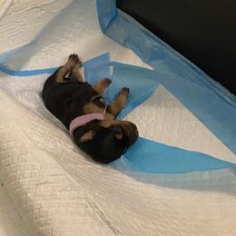 Schnoodle Puppies from Noodle Tings Puppies