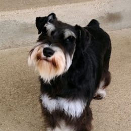 Aussiedoodles and Miniature Schnauzers from Hidden Springs Farms