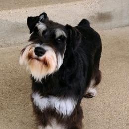 Aussiedoodles and Miniature Schnauzers from Hidden Springs Farms