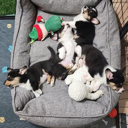 Pembroke Welsh Corgi Puppies from Shelly Bean Corgis