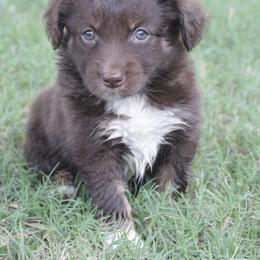 Cheerio - Red Miniature Australian Shepherd puppy in Paris, Texas from Kuttin’ Up Mini Aussies