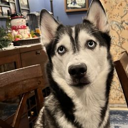Siberian Huskies from Maryland River