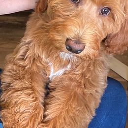 Goldendoodles from Gracie’s Doodles Hawaii