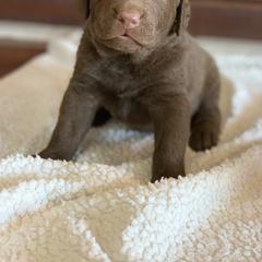 Chesapeake Bay Retriever Puppies from Hickory Creek Chesapeakes