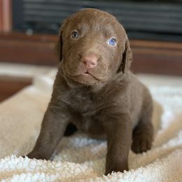 Chesapeake Bay Retriever Puppies from Hickory Creek Chesapeakes