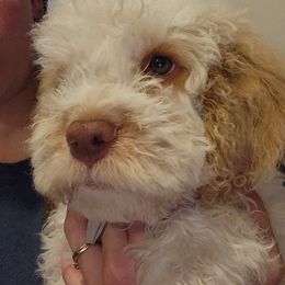 Matteo - White male Lagotto Romagnolo puppy in Lyman, Idaho from Regal Romagnolos